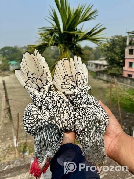 বাফ পলিশকেপ,সিলভার সেব্রাইট বাচ্চা সেল হবে