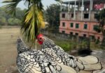 বাফ পলিশকেপ,সিলভার সেব্রাইট বাচ্চা সেল হবে