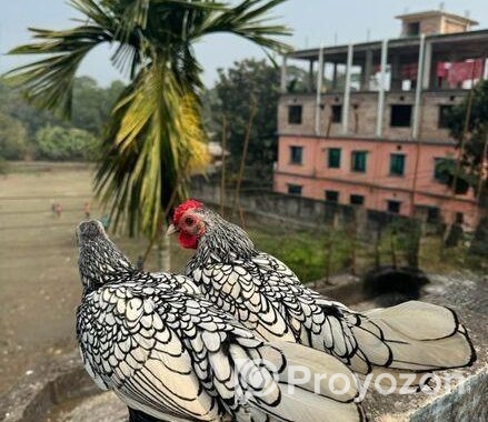 বাফ পলিশকেপ,সিলভার সেব্রাইট বাচ্চা সেল হবে