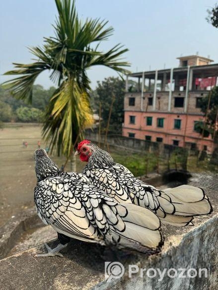 বাফ পলিশকেপ,সিলভার সেব্রাইট বাচ্চা সেল হবে