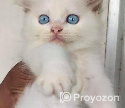 Parsian Cat ‍Sell Hobe