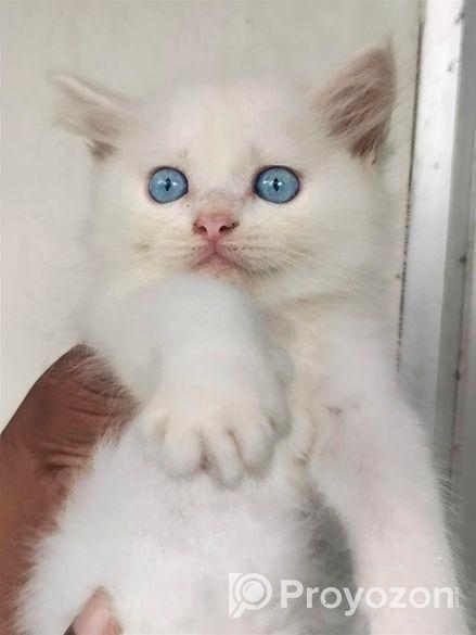 Parsian Cat ‍Sell Hobe