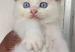 Parsian Cat ‍Sell Hobe