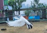গিরিবাজ দেশি জোড়া
