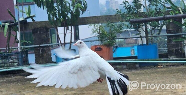 গিরিবাজ দেশি জোড়া
