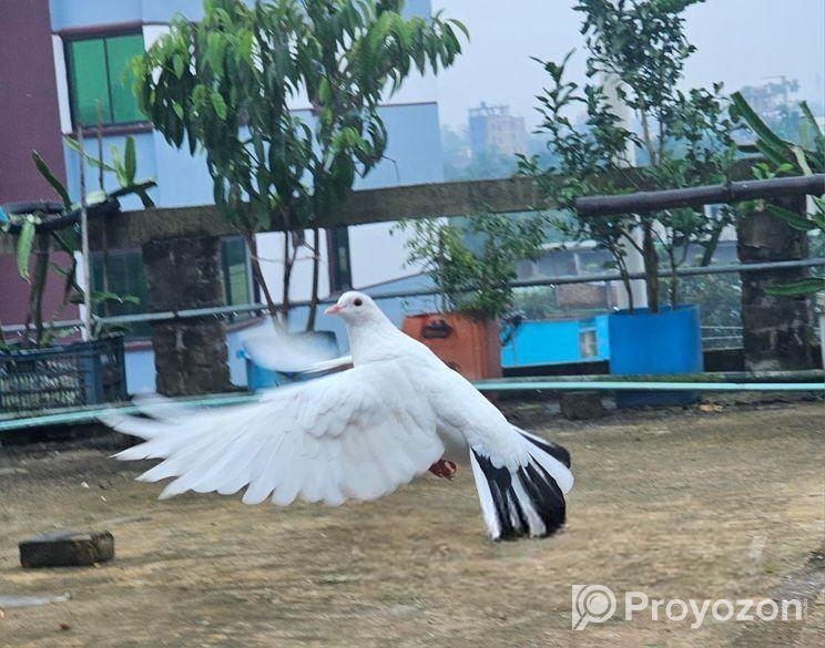 গিরিবাজ দেশি জোড়া