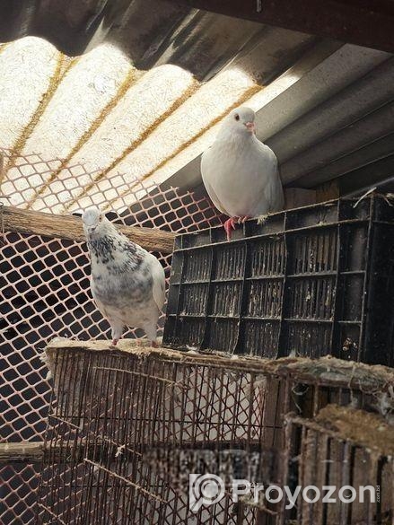 গিরিবাজ দেশি জোড়া