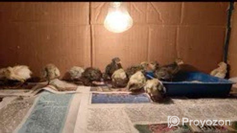 কিং কোয়েল বিক্রি হবে