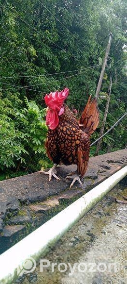 গোল্ডেন সেব্রা যাদের লাগবে তারা যোগাযোগ করেন