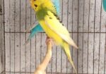 Budgerigar Bird Sell Hobe