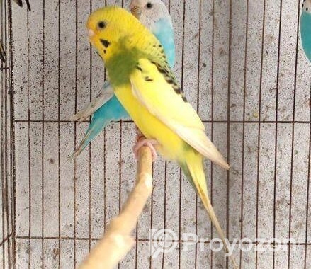 Budgerigar Bird Sell Hobe