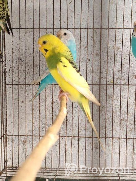Budgerigar Bird Sell Hobe