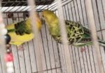 Budgerigar Bird Sell Hobe