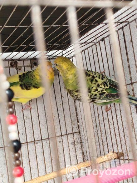 Budgerigar Bird Sell Hobe