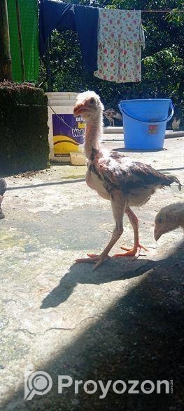 সরালি মোরগের বাচ্চা বিক্রি হবে ইন্ডিয়ান পেরেন্স এর