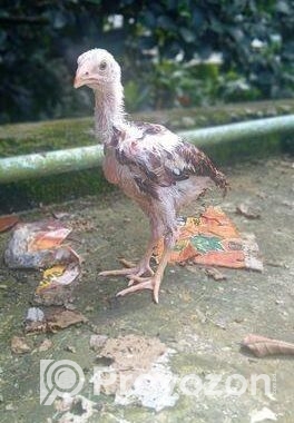 সরালি মোরগের বাচ্চা বিক্রি হবে ইন্ডিয়ান পেরেন্স এর