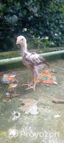 সরালি মোরগের বাচ্চা বিক্রি হবে ইন্ডিয়ান পেরেন্স এর