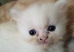 Persian Cat Sell Hobe