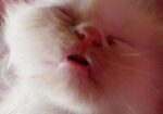 Persian Cat Sell Hobe