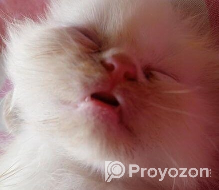 Persian Cat Sell Hobe