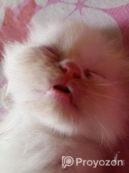 Persian Cat Sell Hobe