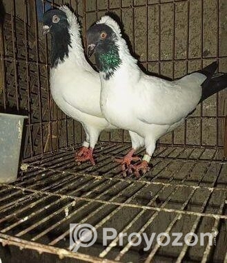 রানিং আফ্রিকান নান কিছু দিনের ভিতর ডিম দিব