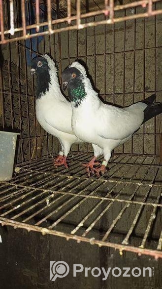 রানিং আফ্রিকান নান কিছু দিনের ভিতর ডিম দিব