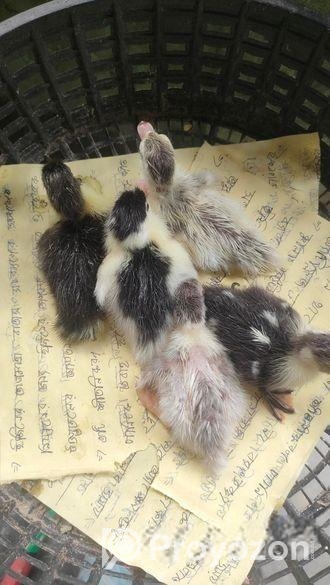 চিনা হাঁস বাচ্চা