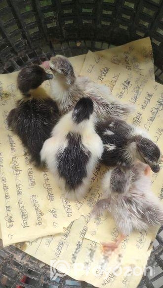 চিনা হাঁস বাচ্চা