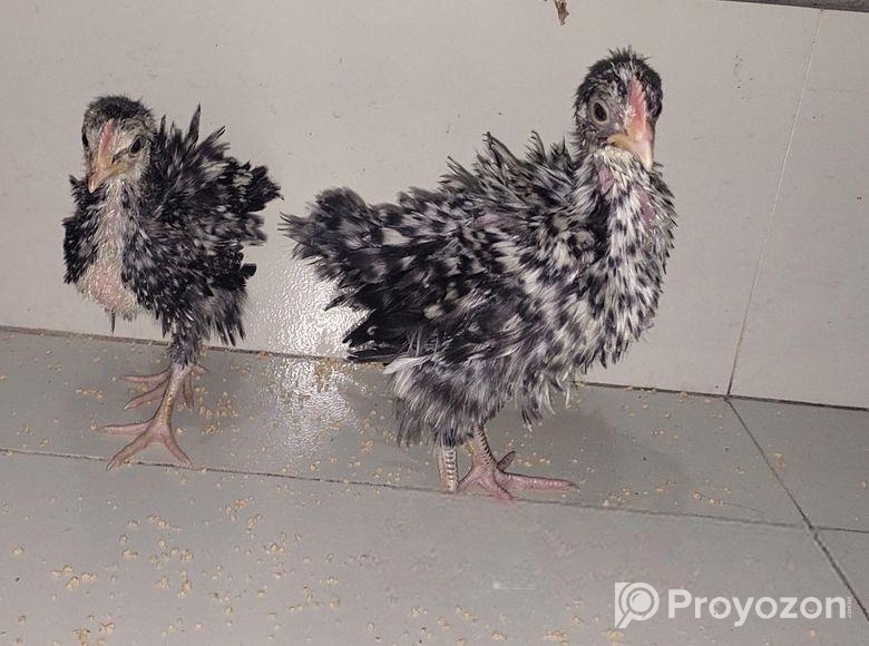 ঊল্টো পশম দেশি মুরগি বাচ্চা সেল করা হবে