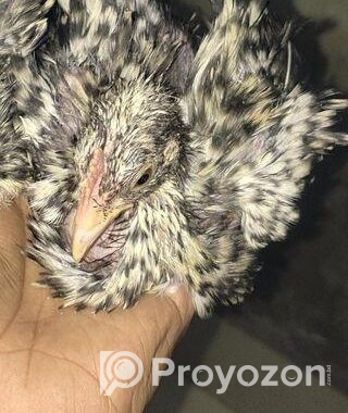 ঊল্টো পশম দেশি মুরগি বাচ্চা সেল করা হবে