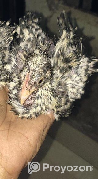 ঊল্টো পশম দেশি মুরগি বাচ্চা সেল করা হবে