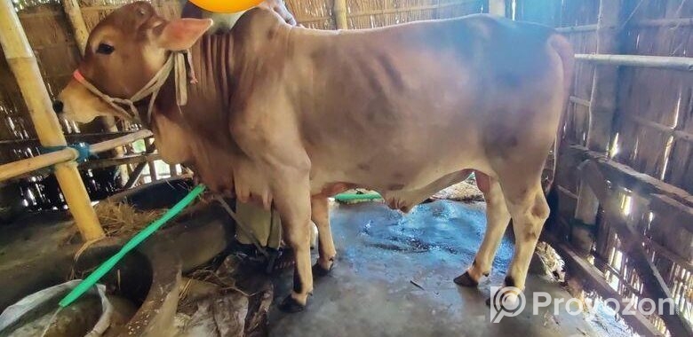 শাহি ওয়াল ষাড়