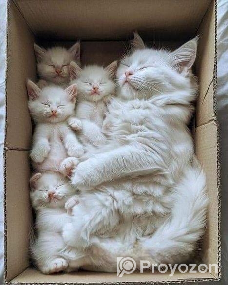 অরিজিনাল পার্সিয়ান ও মিড বিড়ালছানা বিক্রয়