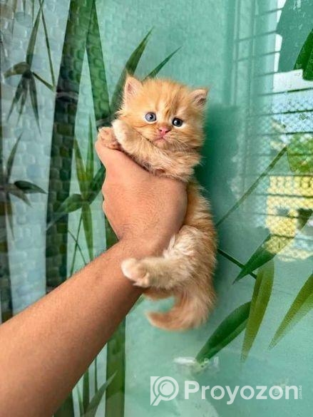 অরিজিনাল পার্সিয়ান ও মিড বিড়ালছানা বিক্রয়