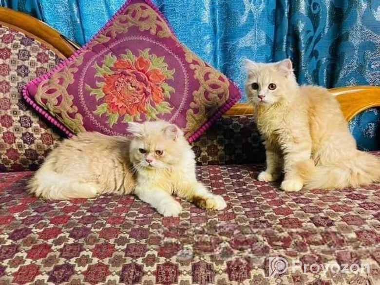 অরিজিনাল পার্সিয়ান ও মিড বিড়ালছানা বিক্রয়