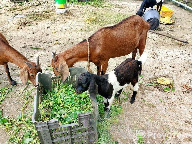 ২ টা মা ছাগল সেল করা হবে যোগাযোগ