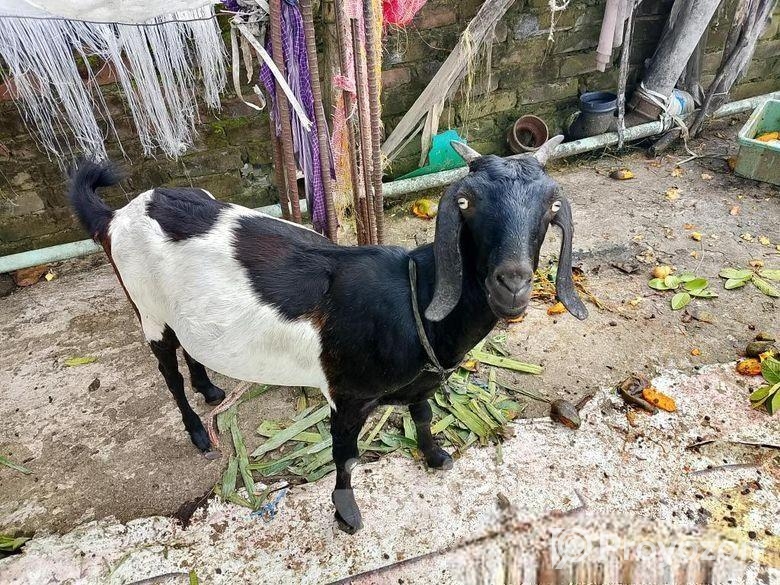 ২ টা মা ছাগল সেল করা হবে যোগাযোগ