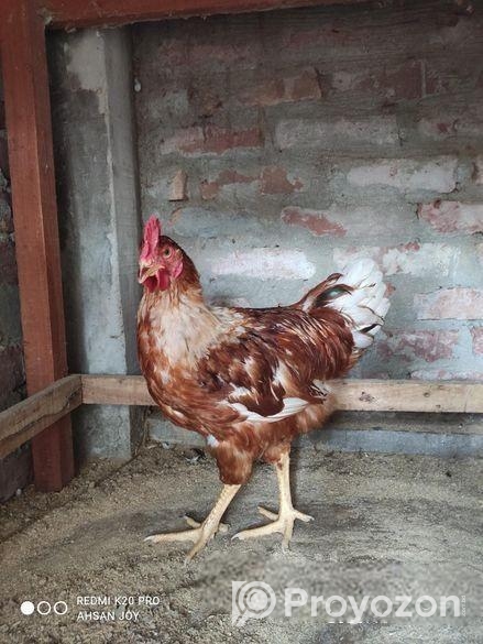 লেয়ার মোরগ বিক্রি।