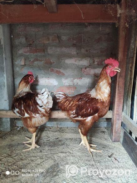 লেয়ার মোরগ বিক্রি।