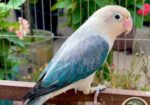 Lovebird লাভবার্ড female