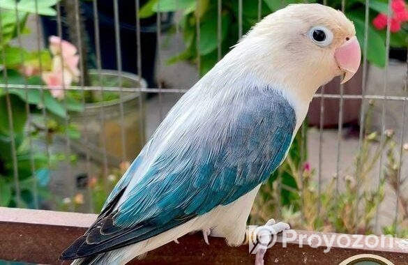Lovebird লাভবার্ড female