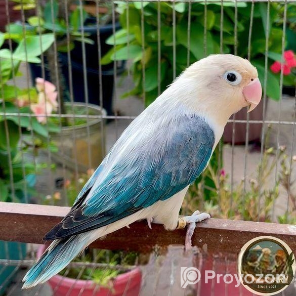 Lovebird লাভবার্ড female