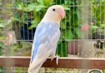 Lovebird লাভবার্ড female