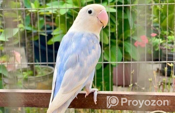 Lovebird লাভবার্ড female