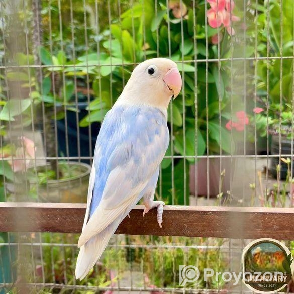 Lovebird লাভবার্ড female