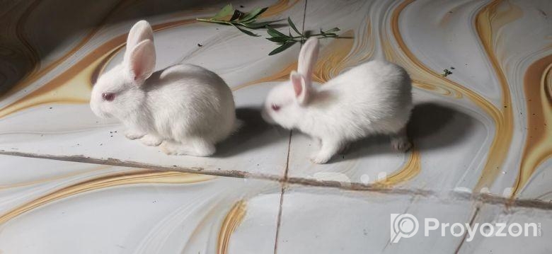 Rabbit for sell