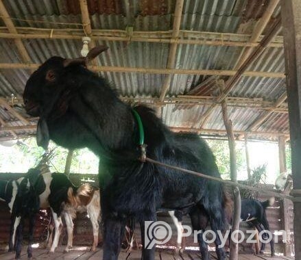 একটি বড়জাতের ছাগল বিক্রি।
