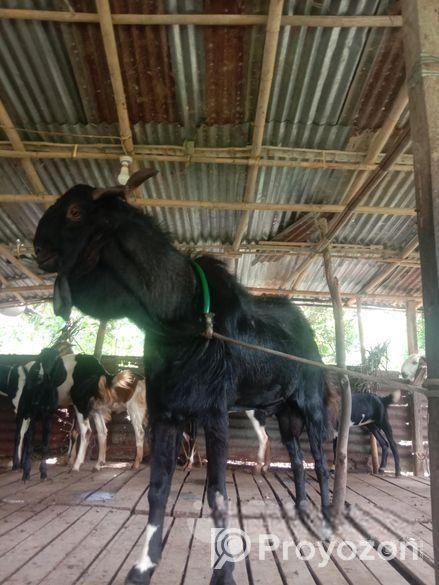 একটি বড়জাতের ছাগল বিক্রি।