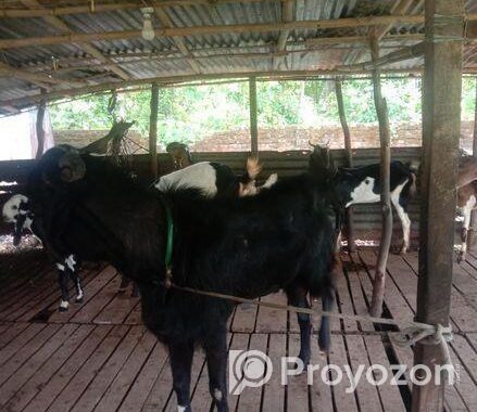 একটি বড়জাতের ছাগল বিক্রি।